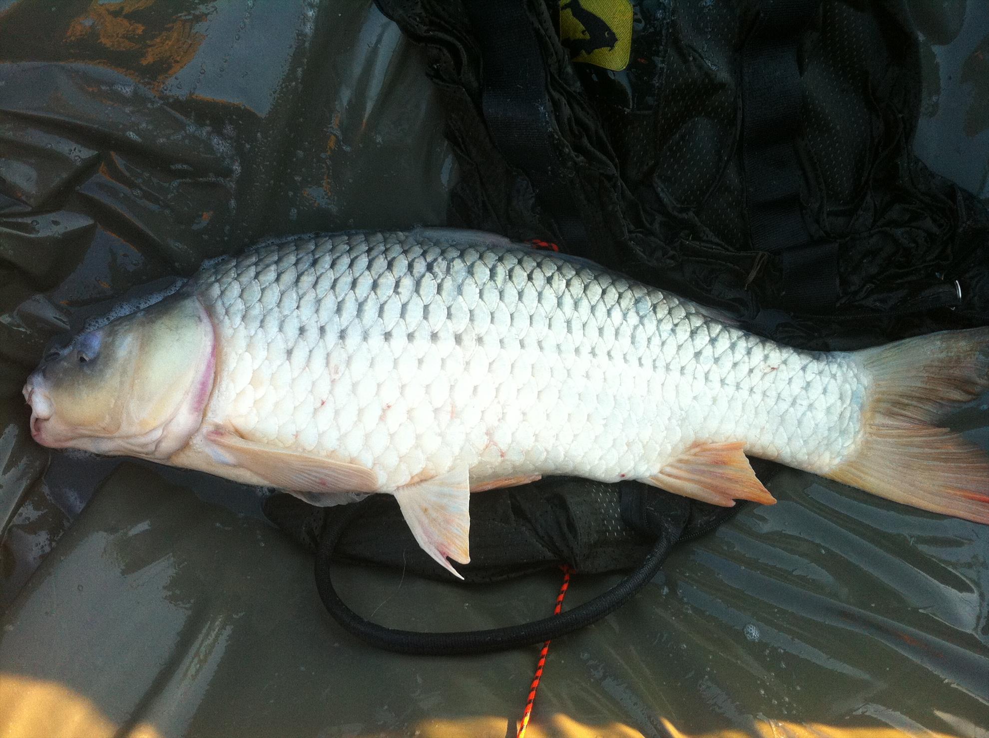 Tancabesti si Moara Vlasiei2 - moara-vlasiei-2-009.jpg